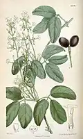 "Jasminum didymum" для "Curtis's Botanical Magazine", 1878.