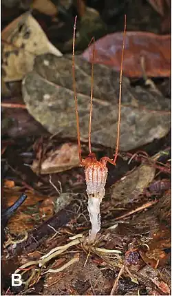 Тисмия Нептуна (Thismia neptunis)