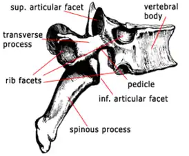 Пример смешанной кости — грудной позвонок, имеющий тело, дугу и отростки
