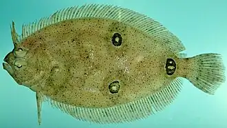 Трёхглазая камбала-анцилопсетта (Ancylopsetta dilecta)
