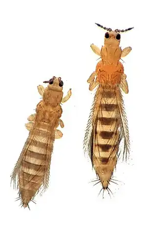 Справа Frankliniella occidentalis (слева Thrips tabaci)