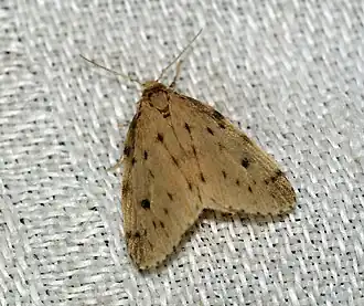 Лишайница печёночница