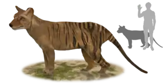 Thylacinus potens, реконструкция