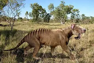 Сумчатый саблезубый тигр