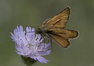 Толстоголовка иракская