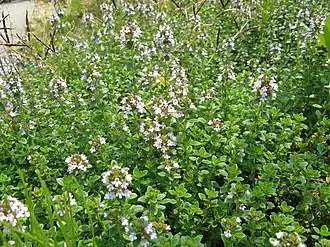 Тимьян холмовый