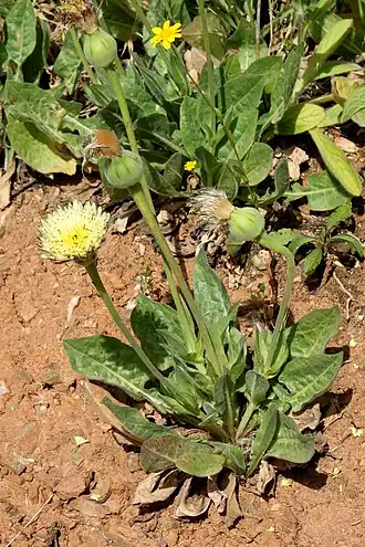 Urospermum dalechampii