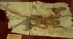 Tianyuraptor17 февраля 2018 года