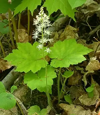 Тиарелла сердцелистная