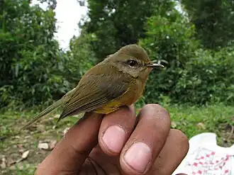 Молодая особь