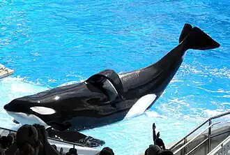 Фото с шоу в SeaWorld Orlando в 2009 году