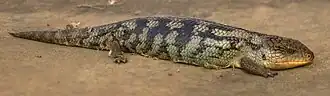 Восточный синеязыкий сцинк (Tiliqua scincoides scincoides)
