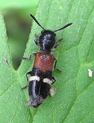 Tilloidea unifasciata
