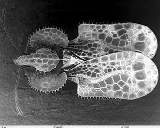 Acanthosoma labiduroides самка