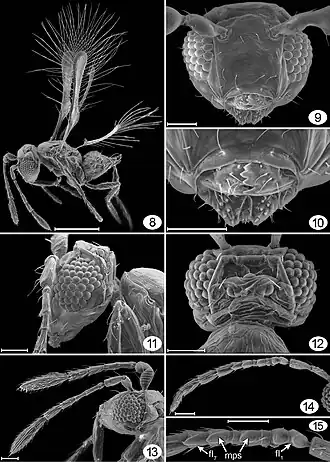 Tinkerbella nana Самка (8-13) и самец (14, 15): 8 — вид сбоку, 9 — голова спереди, 10 — ротовые части, 11 — голова + пронотум, 12 — голова дорсально, 13 голова + усики сбоку, 14 — усик, 15 — части усика. Шкала = 20 μm (на рис. 8 = 100 μm).
