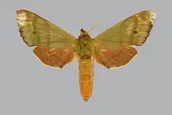 Tinostoma smaragditis