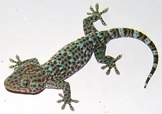 Геккон токи (Gekko gecko)