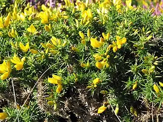 Улекс Галля