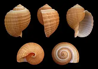 Раковина моллюска