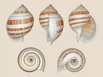 Раковина моллюска