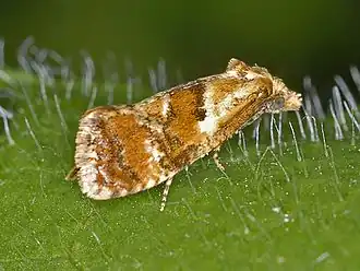 Cochylidia rupicola