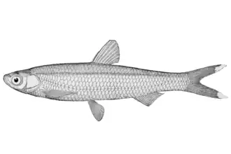 Toxabramis argentifer