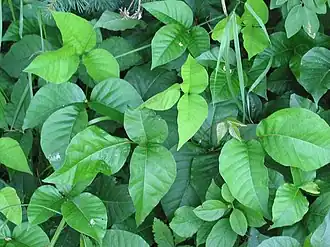 Ядовитый плющ (Toxicodendron radicans)