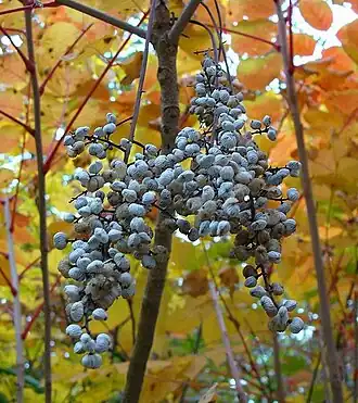 Плоды лакового дерева