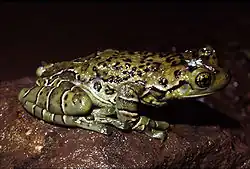 Trachycephalus dibernardoi