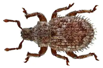 Trachyphloeus scabriculus