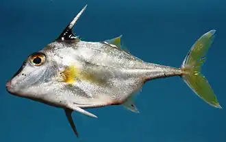 Чернопёрый троешип (Triacanthus biaculeatus)