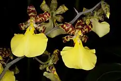 Trichocentrum splendidum