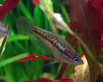 Карликовый гурами (Trichopsis pumila)