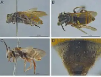 A–B, D. — Голотип, самка; C — Самец