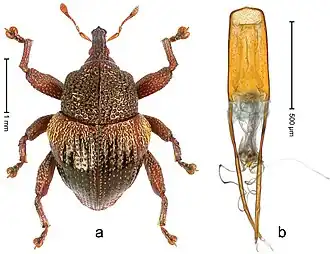 Голотип и его пенис