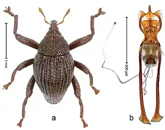 Trigonopterus fissitarsis