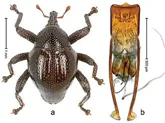 Долгоносик Trigonopterus kalimantanensis и гениталии, шкала = 1,0 и 0,5 мм