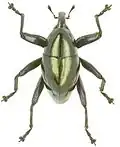 Trigonopterus viridescens