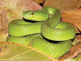 Самка куфии Trimeresurus insularis на острове Тимор