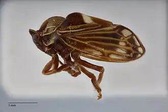 Aetalionidae