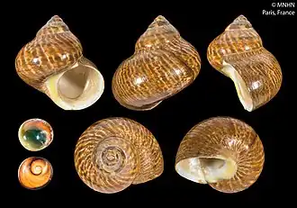 Раковина Turbo petholatus