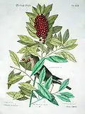 Turdus minimus (теперь Catharus minimus) и Ilex cassine, 1754