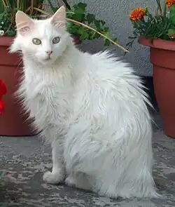 Турецкая ангора