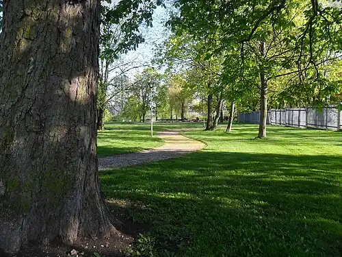 Старые и молодые деревья