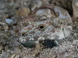 Глазчатые пятна на плавниках бычка Signigobius biocellatus