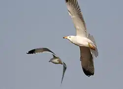 Армянская чайка(Larus armenicus).