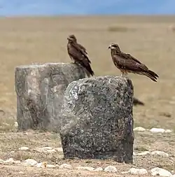 Жертвенник из целого камня. с Ортолык