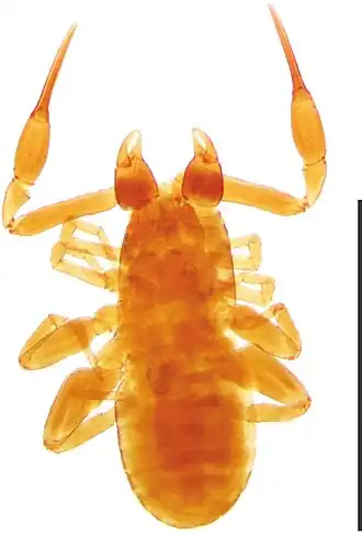 Tyrannochthonius eua