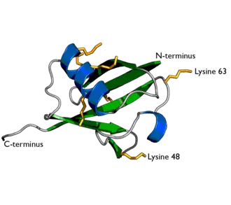 Структура убиквитина. Боковые цепи семи остатков лизина показаны жёлтым
