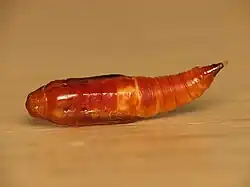 Udea prunalis, куколка